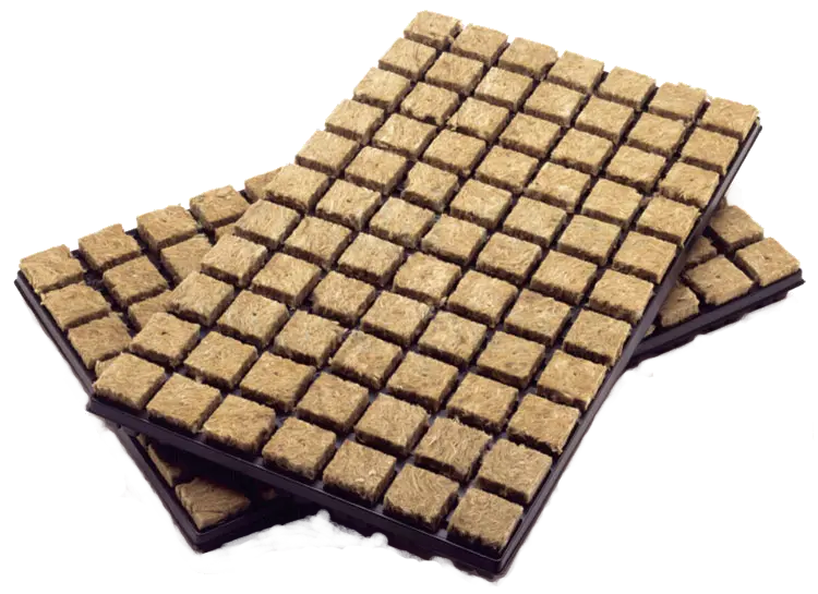 Two black trays filled with small brown square Grodan rockwool cubes for hydroponic seed starting