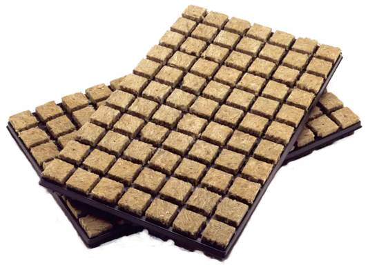 Two black trays filled with small brown square Grodan rockwool cubes for hydroponic seed starting